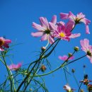 별헤는밤 이미지