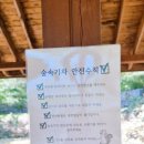 양양 액티비티 레포밸리 숲속기차, 해담마을 수륙양용차 체험 후기❤️