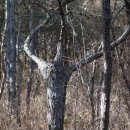 쑥고개길 이미지