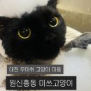 구영 고양이 무마취 미용 | 대전고양이미용 찾는다면? 원신흥동 미쓰고양이 무마취 미용 후기