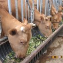 노래하는 하모니카 이미지