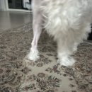 바나나동물병원 | 청주 나래동물의원센터(나래동물병원) 강아지 슬개골 수술 후기