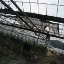 안막2구 이미지