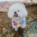 금화애견 이미지