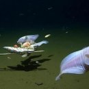 과학자들은 세계에서 가장 깊은 물고기를 발견했습니다 이미지