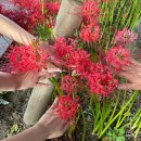 상림관리사 | 상림공원 꽃무릇 명소 9월말 가볼만한 곳 팜파스 갈대