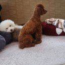 리얼허브애견카페 이미지