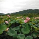 연꽃마을건넌들 네이버블로그
