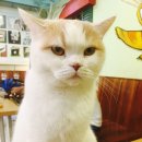 고양이카페 이미지