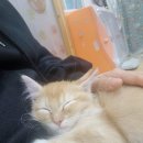 냥아치카페 이미지