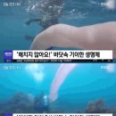 8m 바다괴물 정체는 '불우렁쉥이', 물거나 해치지 않아요 이미지