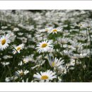 나절로미술관 이미지