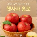 장수사과원예농업협동조합 | 햇사과 홍로 델리쉬프룻 대경사과원예농협 직배송