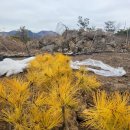 황금수퍼 이미지