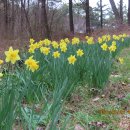 고창 벚꽃축제2024.03.30 이미지