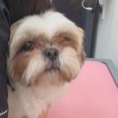 이뻐진개 이미지