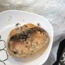 UR(강릉시)-[신리천로]-상-8 | [강원도 여행] 주문진 홍게 무한리필 #주문민홍게무한리필집 내돈내산 추천 #맛집 프로 한국인의 밥상