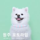 원주 사진관 포토라임 후기! 강아지 컬러 프로필 증명사진 촬영