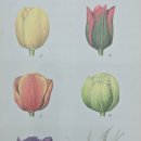 힐링 꽃과 식물 세밀화 이미지