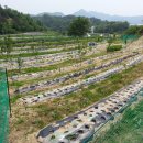 옥천농장 이미지