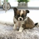 부산강아지분양 고양이분양 베스트펫 본점 이미지