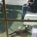 엔티크 독 이미지