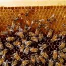 여왕벌민박 이미지