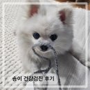 건강하게 동물병원 | 14살 강아지 동물병원 건강검진 항목과 비용 후기