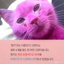 핑키 - 포항시 북구 | 핑키