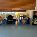 행복켄넬 이미지