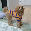 시흥시동물누리보호센터 동물병원 | [유기견 입양후기] 사지말고 입양하세요 - 가을이 만난 이야기(시흥시 동물누리 보호센터)