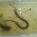 유동장어 이미지