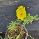 유일농장2 이미지