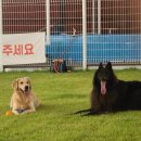 그루비독 이미지