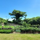 신트라움 이미지