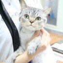 도그앤 제이 이미지