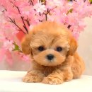 강아지분양 더펫 이미지