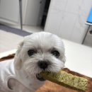 덴탈코리아 | 강아지 덴탈껌 올네이쳐 한 달 사용 후기! 버블리 덴탈츄 4팩으로 치석관리 시작