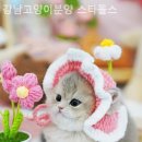 강남고양이분양 스타돌스 이미지