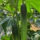 염치농장 이미지