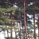 솔내음