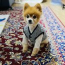 보들 반려견 미용실 이미지