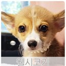 러블리 댕댕 이미지