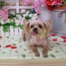 쪼쪼애견 이미지