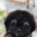 미유펫 강아지고양이 수원점 이미지