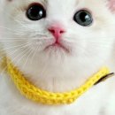 서울고양이분양 묘연 이미지