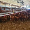 현지네 축산 이미지