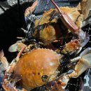 삼차농장 이미지