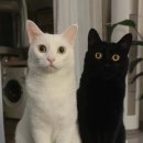 [2월 재능나눔] 내 손으로 만드는 천연제품 | 고양이 날 - 전 세계가 고양이를 기념하는 특별한 하루