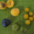 미라벨 (MIRABELLE) 이미지